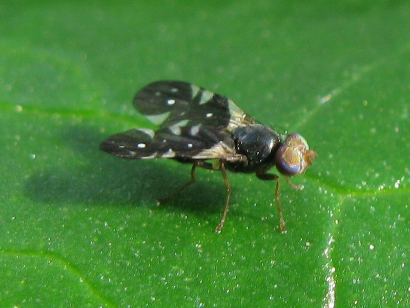 Aciura coryli (Tephritidae)